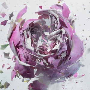 Martin-Klimas, photography, exploding-flower