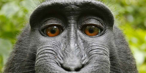 Everything I Need To Know About Copyright I Learned From A Fucking Monkey Selfie