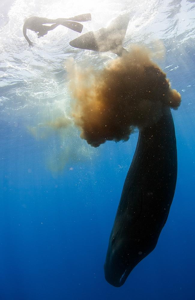 divers caught in poopnado australia rare sperm whale defense