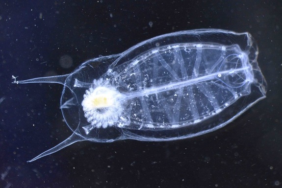 Known as ‘salp’ microbe, possess an eating habit consisting of munching on small phytoplankton to large bacteria-size pieces of food. Their extensive diet permits them to grow faster, and they are clever in wiping out an area's complete stock of phytoplankton. © Nick Record, Bigelow Laboratory for Ocean Sciences