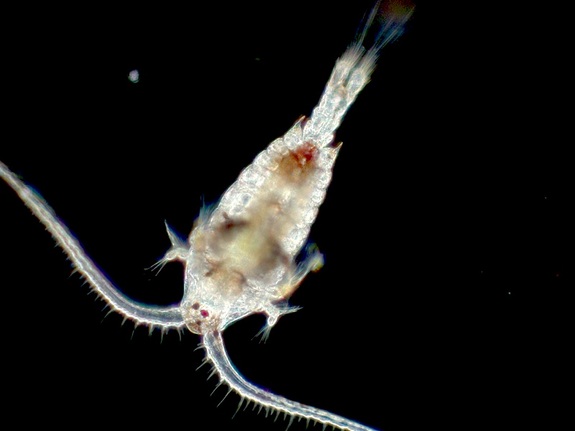 These small creatures called copepods are often feasted on by younger fishes and invertebrates. During the night, these copepods swim to the water surface to snack on poor phytoplankton and goes back to hiding during the day. © Peter Countway, Bigelow Laboratory for Ocean Sciences 