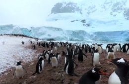 360° Video Takes Viewers to a Penguin and Seal Colony in Antarctica