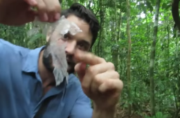 Check Out The Damage Leaf Cutter Ants Inflicted on This Guy’s Camera Setup