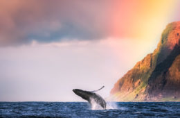 25 Photos That Show The Beauty of The World’s Oceans, And Why We Need to Protect Them