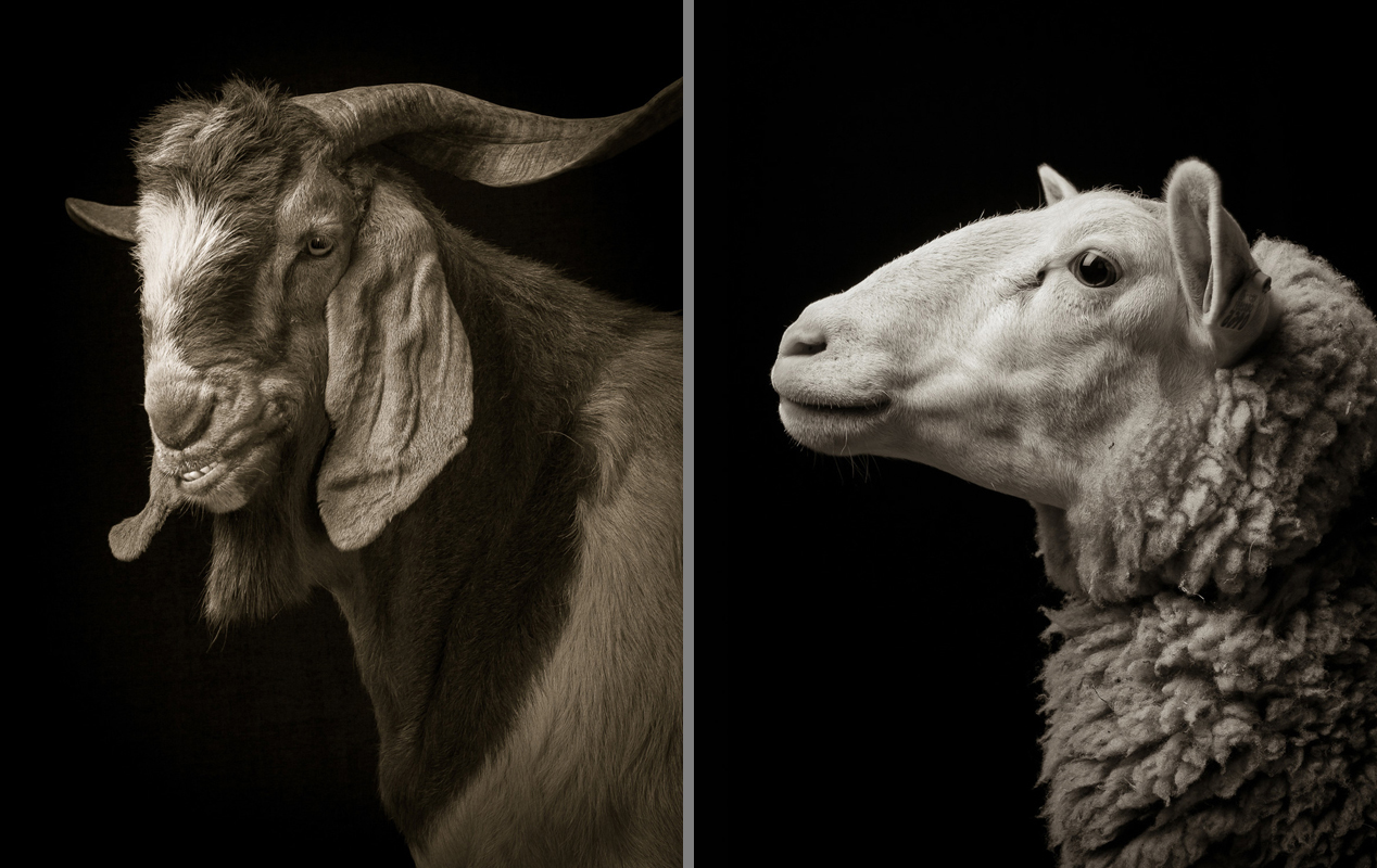 Photographer Reveals the Human Side of Herd Animals in This Heroic Portrait Series