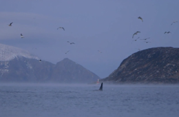 A Kayak Adventure With Whales In Northern Norway