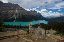 Couple Led on Adventurous Road Trip by Their Two Huskies