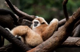 monkey, relaxing, tree