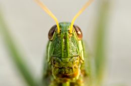 grasshopper, insect, bugged