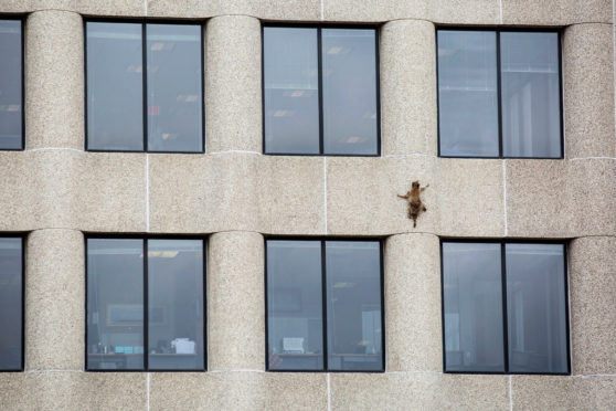 A Raccoon Climbs A Skyscraper and The Internet Obviously Loves It